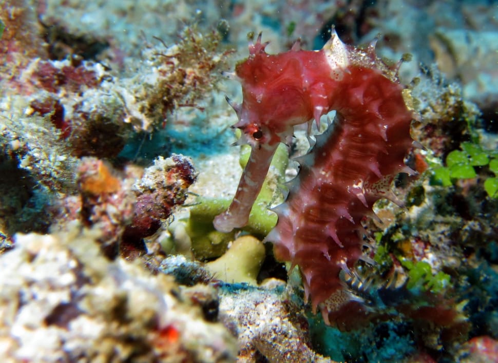 red sea horse preview