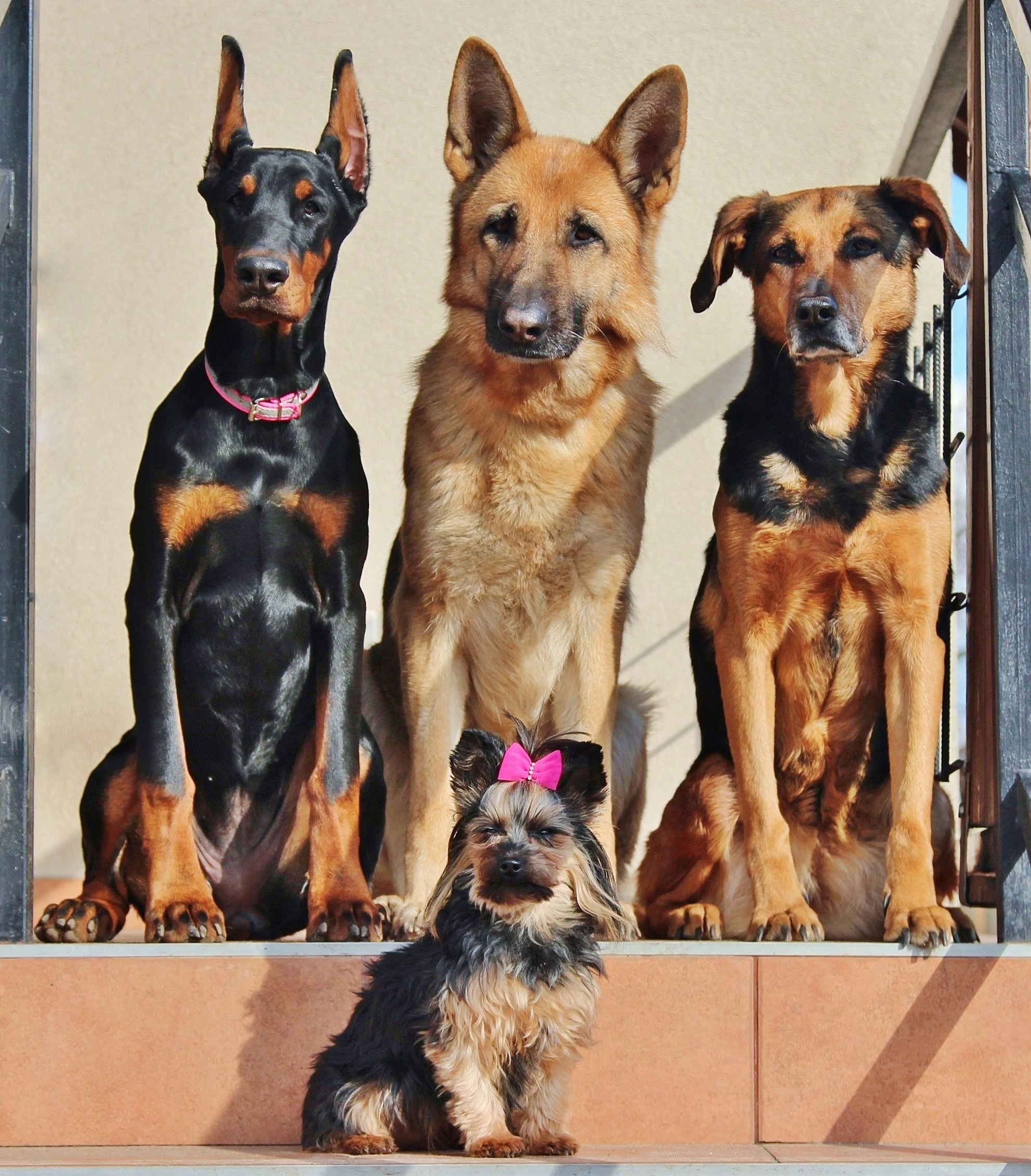 doberman pinscher, german shepherd and yorkshire terrier dogs