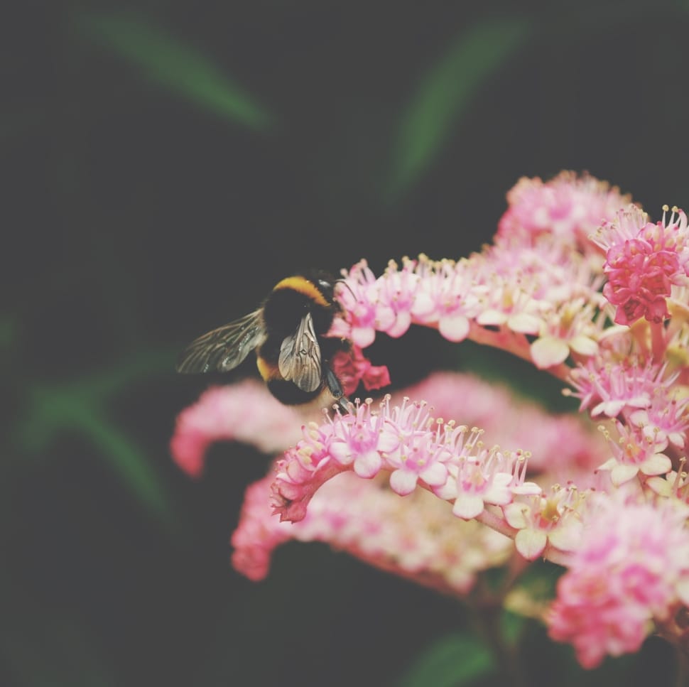 selective focus of bee on pink petaled flower preview