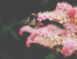 selective focus of bee on pink petaled flower thumbnail