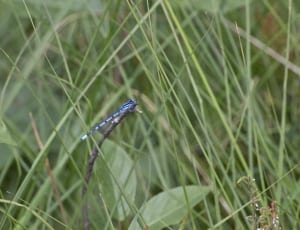 white and blue dragonfly thumbnail