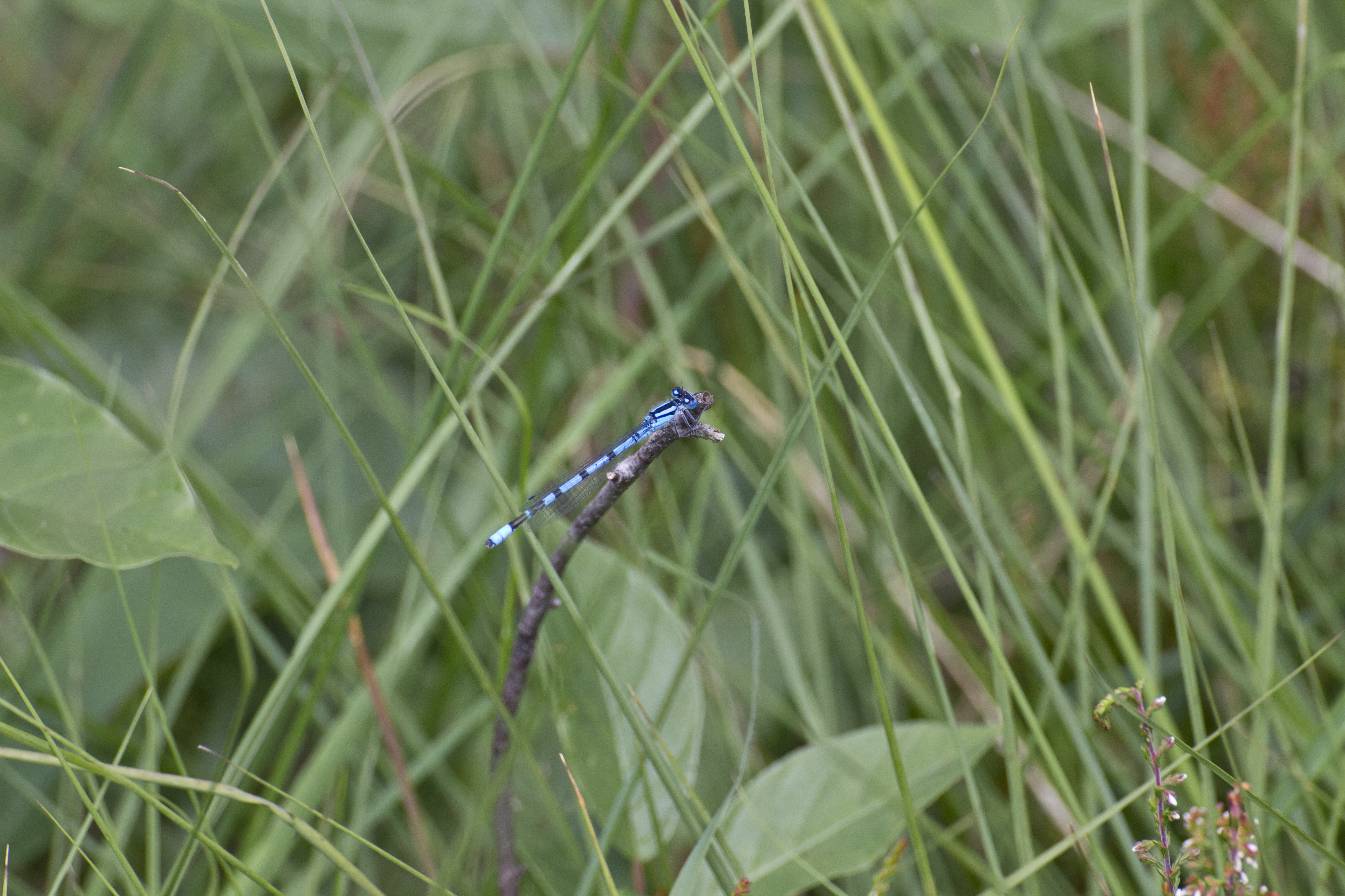white and blue dragonfly