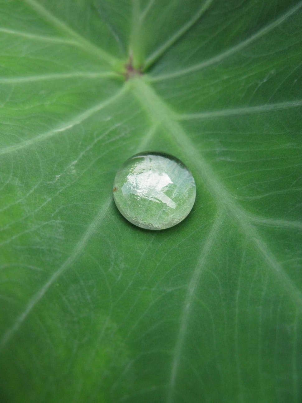 clear marble in top of green leaves preview