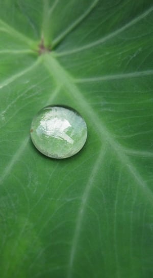 clear marble in top of green leaves thumbnail
