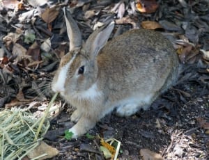 brown and white bunny thumbnail