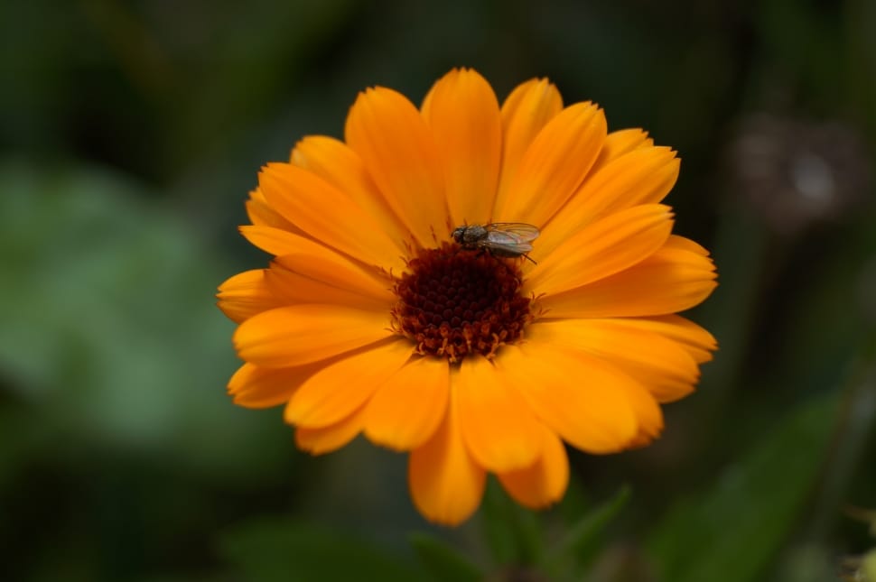 yellow brown flower preview