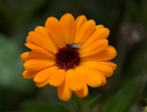 yellow brown flower thumbnail