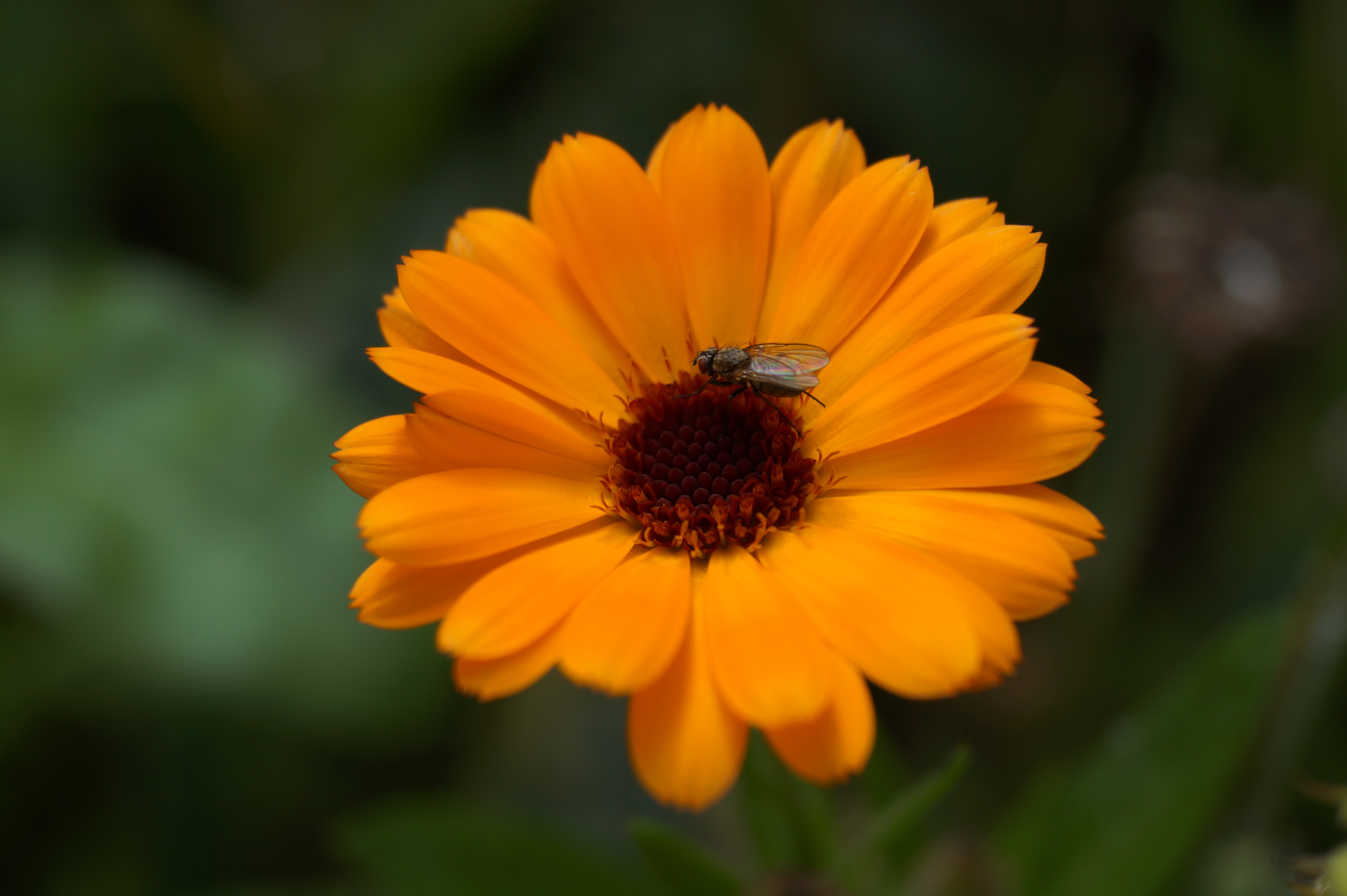 yellow brown flower