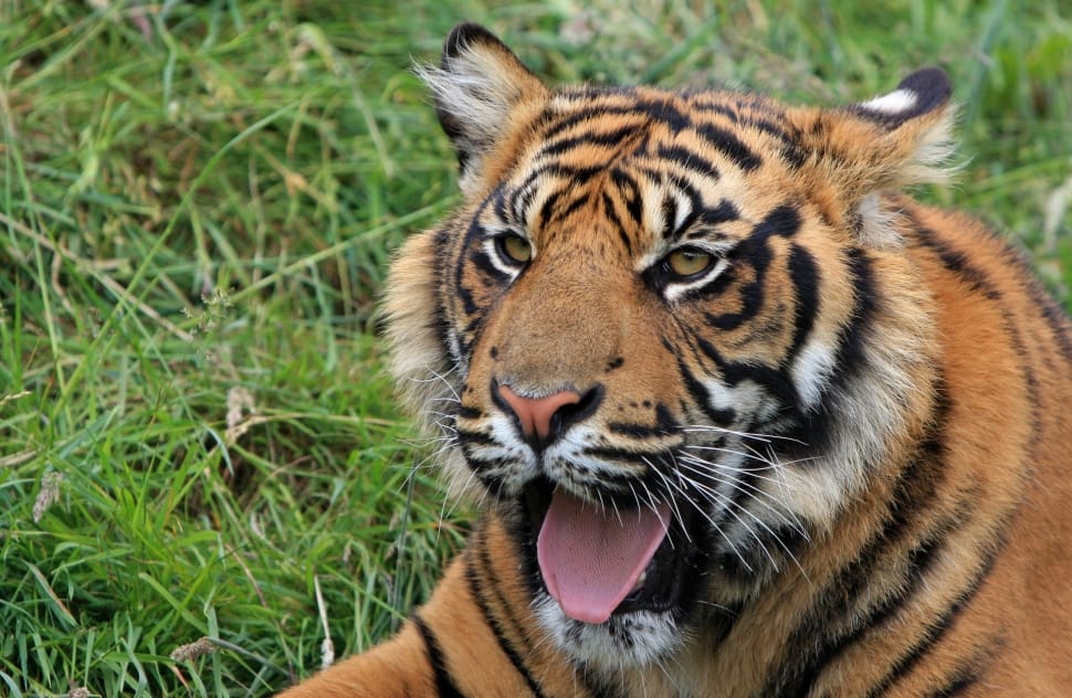 bengal tiger preview
