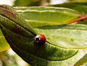 red and black ladybug thumbnail