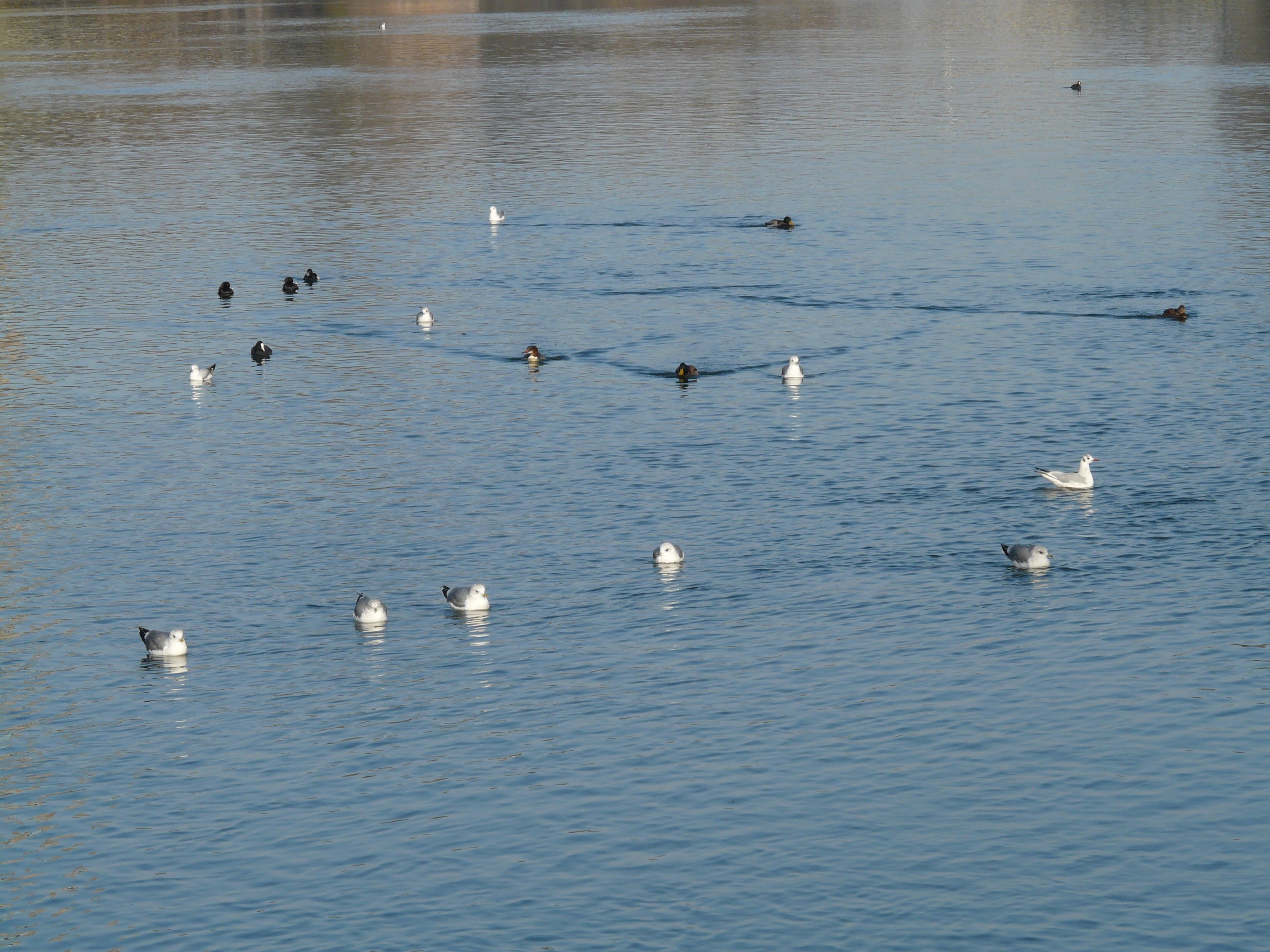 flock of duck