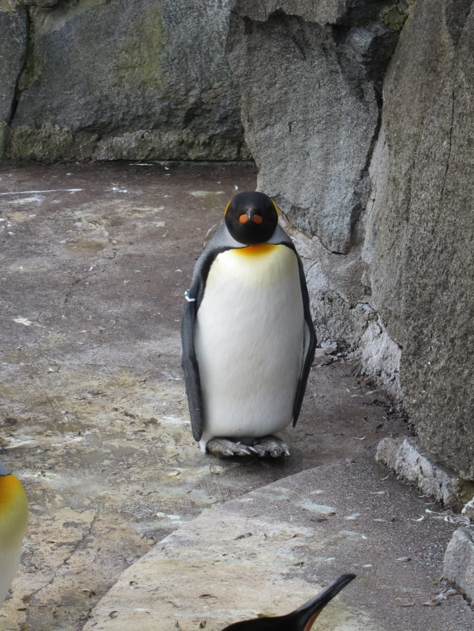 emperor penguin preview