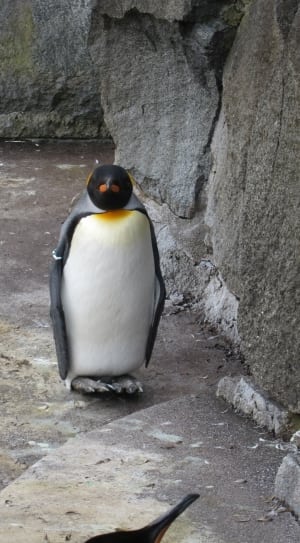 emperor penguin thumbnail