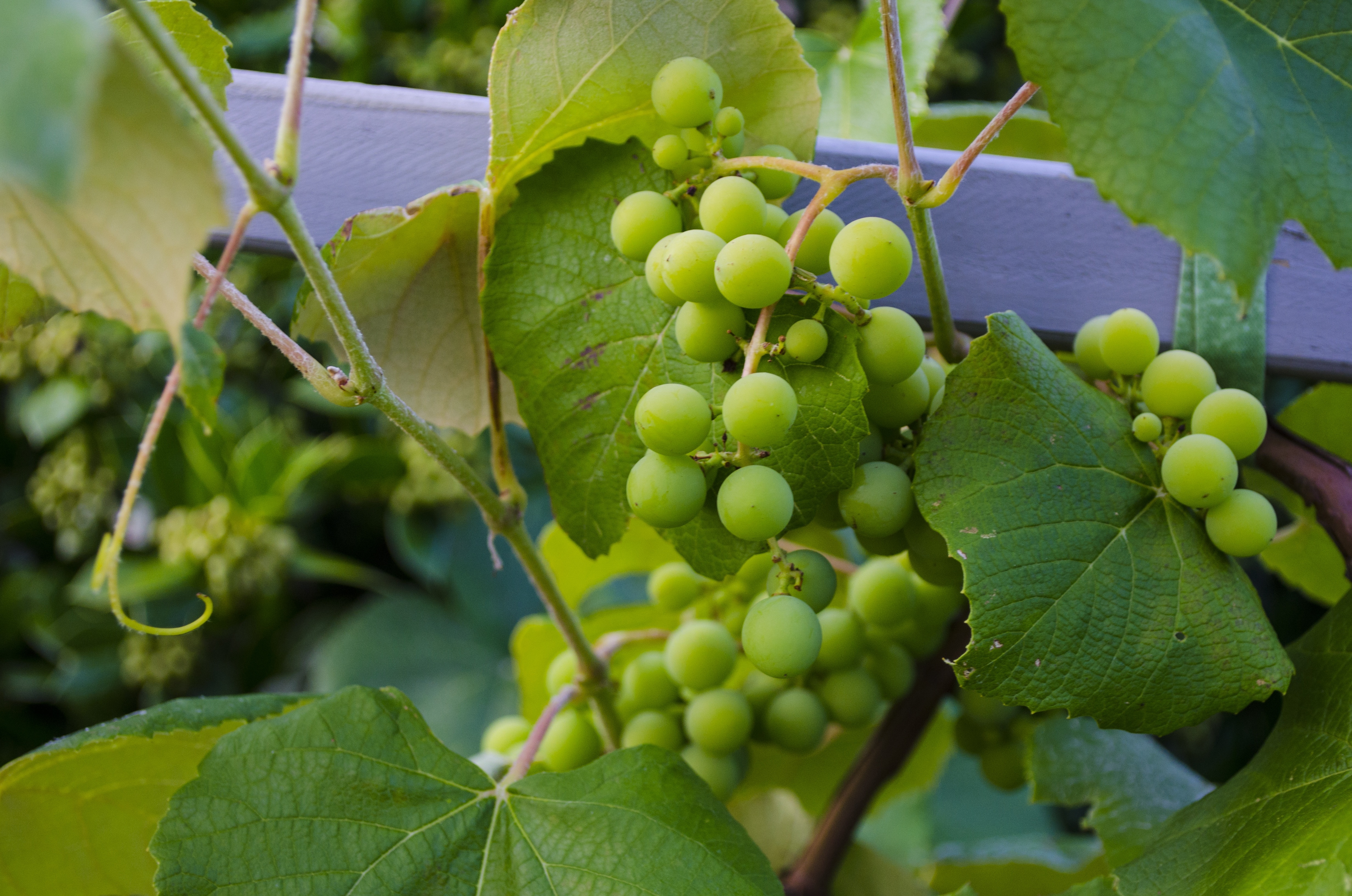 Вечнозелёный виноград
