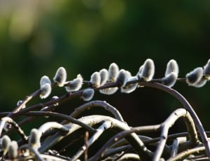brown and gray branch thumbnail