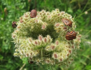 italian stripe beetle thumbnail