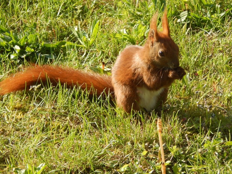 brown squirrel standing on the grass during daytime preview