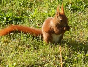 brown squirrel standing on the grass during daytime thumbnail