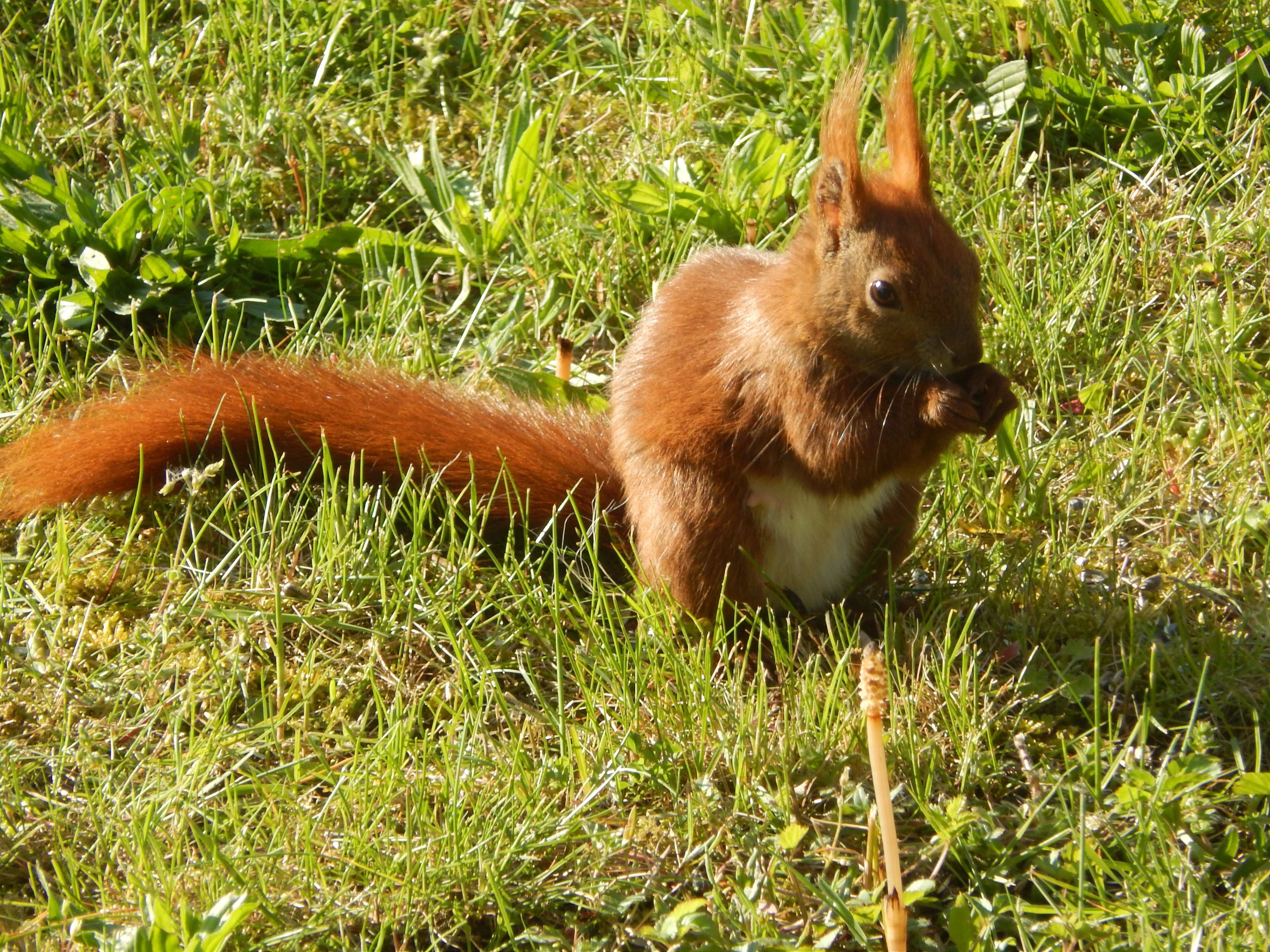 brown squirrel standing on the grass during daytime