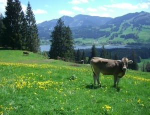 Ellegghoehe, Gruentensee, Alpine Pointed, grass, mountain thumbnail