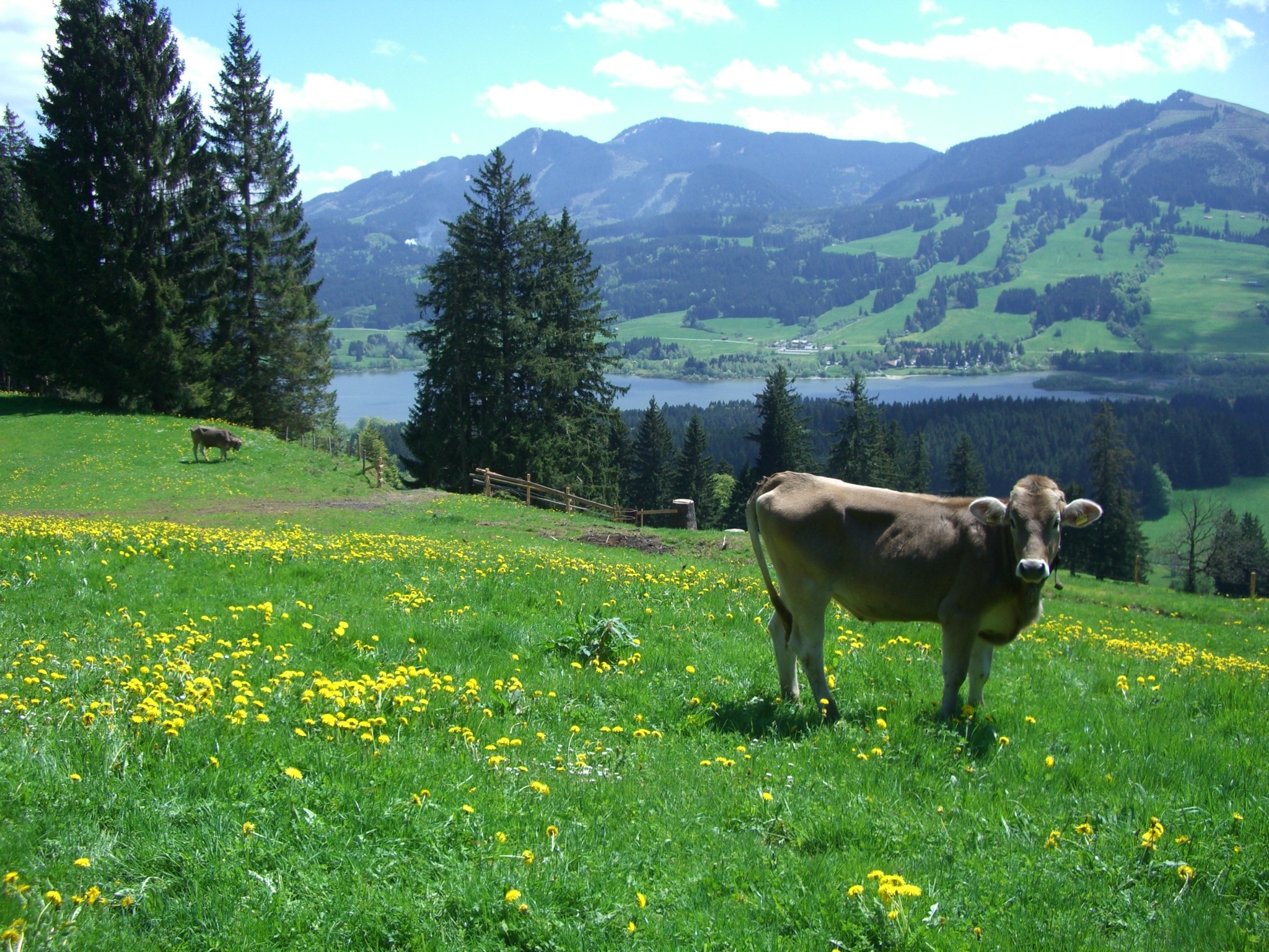 Ellegghoehe, Gruentensee, Alpine Pointed, grass, mountain