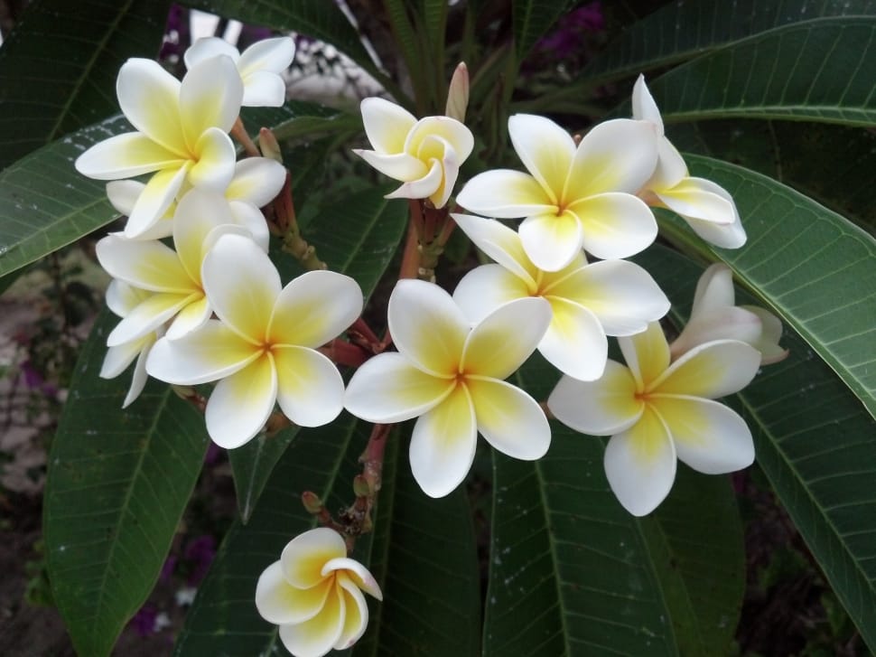 white-and-yellow flowers preview