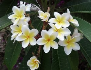 white-and-yellow flowers thumbnail