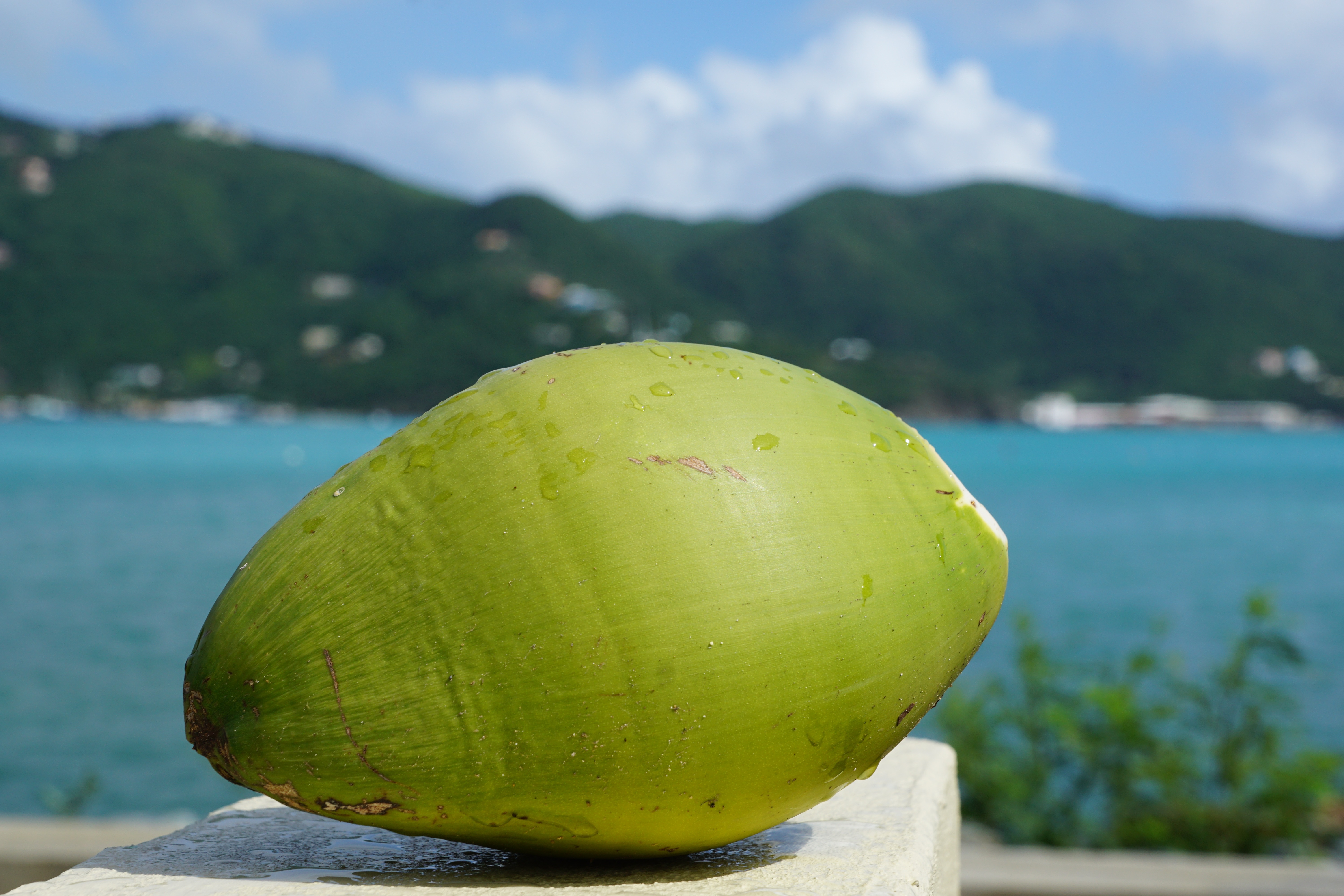 fresh coconit