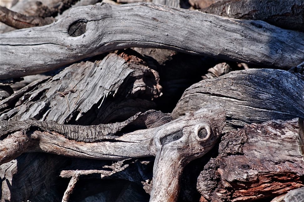 grey tree trunk lot preview