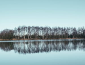 trees reflecting on water during daytime thumbnail