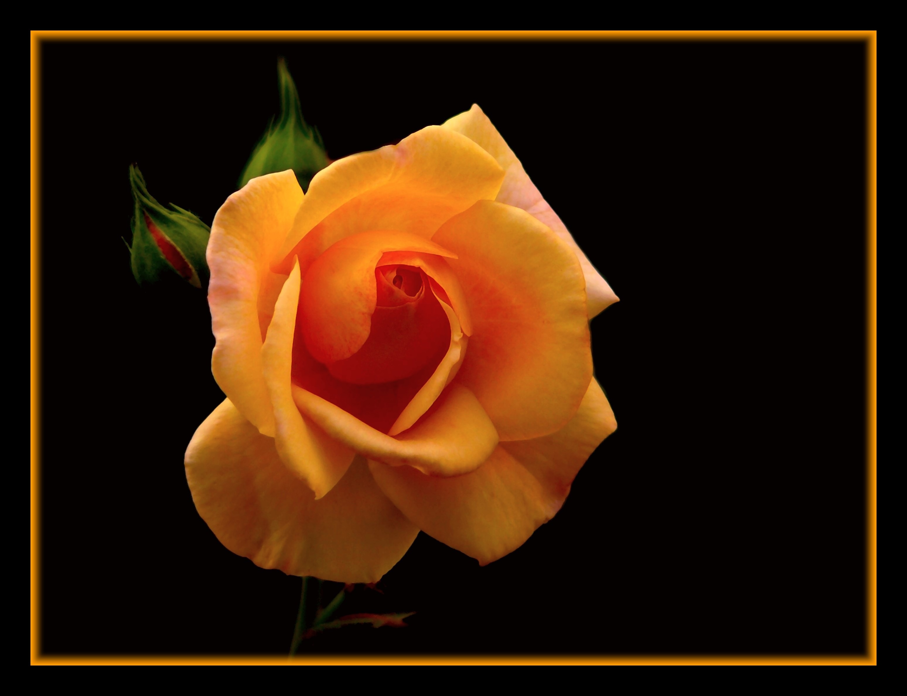 yellow rose photo