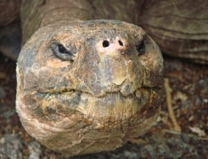 brown turtle thumbnail