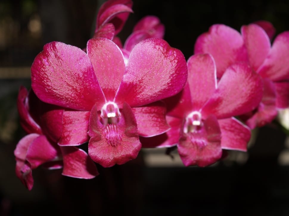 pink moth orchids preview