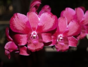 pink moth orchids thumbnail