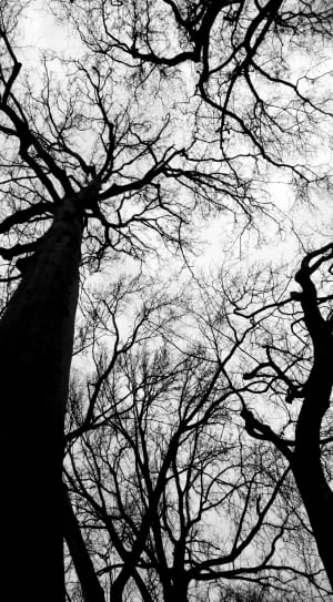 silhouette of bare trees thumbnail