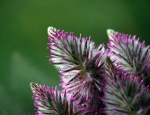 purple and green petal flower thumbnail