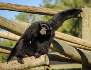 black monkey on brown wooden bar thumbnail