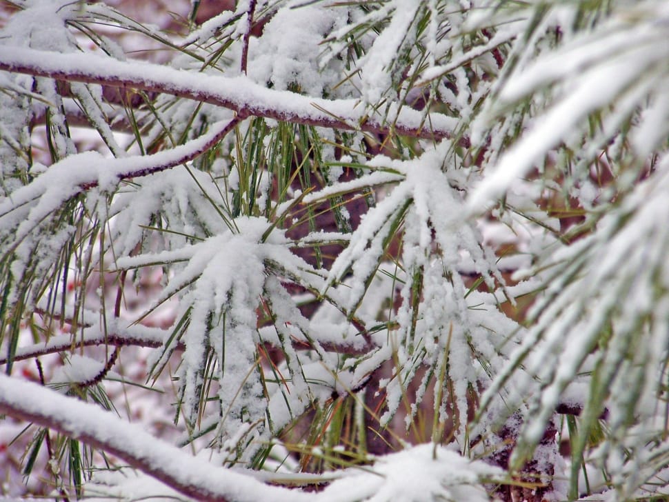 plants covered in snow preview