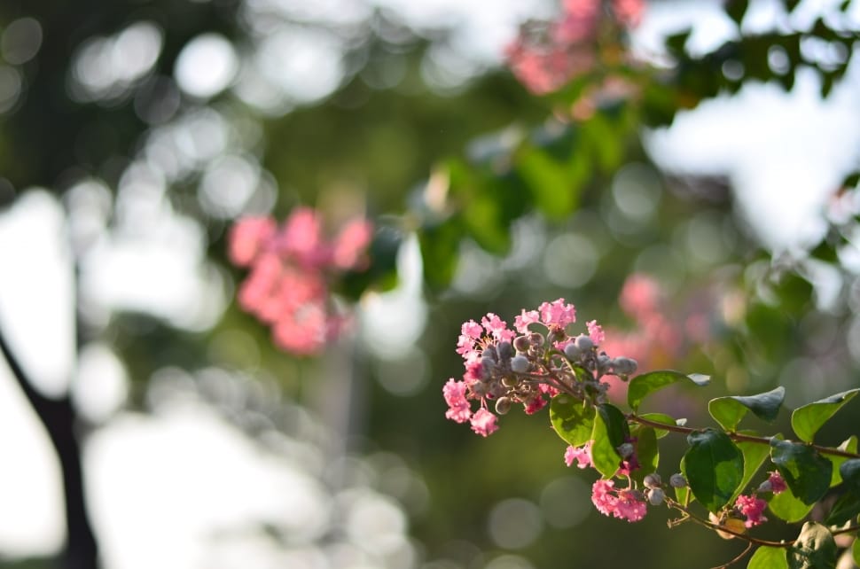 red petaled flower preview