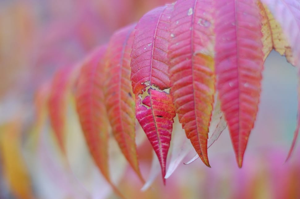 red lanceolate leaf preview
