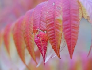 red lanceolate leaf thumbnail