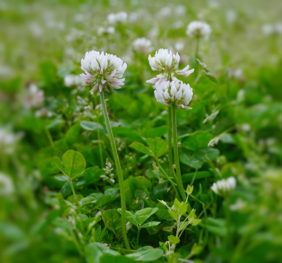 white clover flowers preview