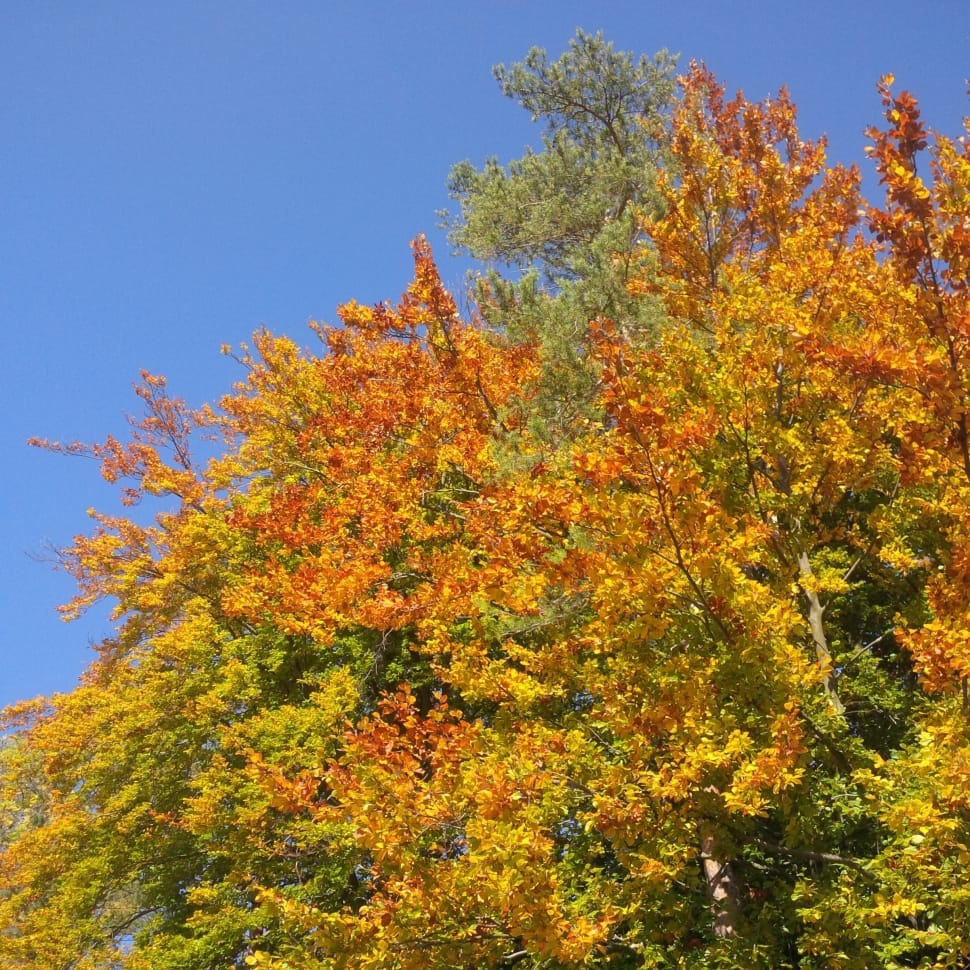 green, yellow and red leaves on tree preview