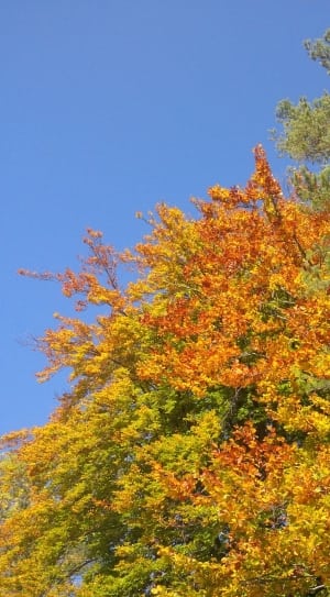 green, yellow and red leaves on tree thumbnail