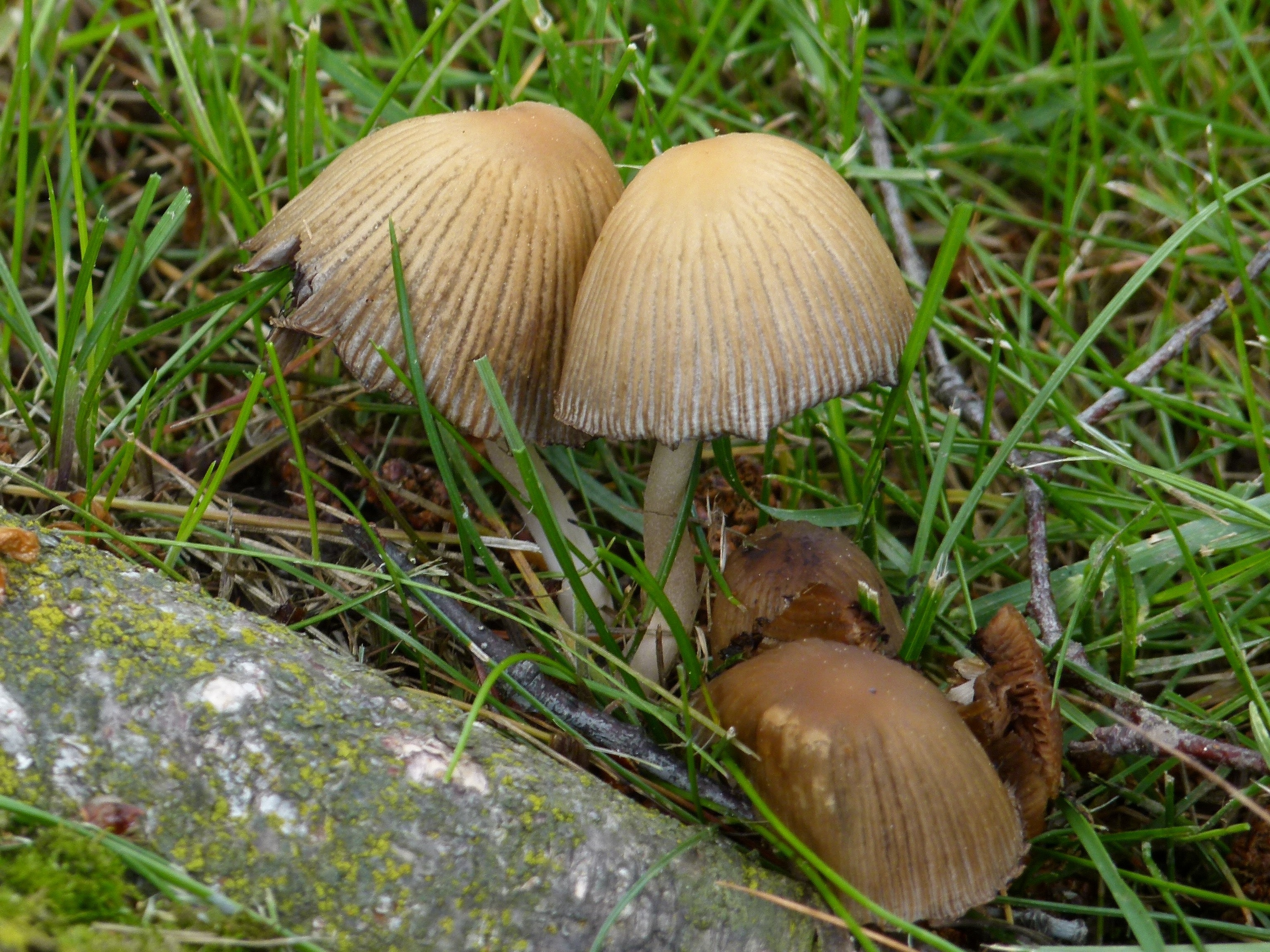 Александровский лес грибы