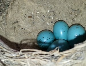 4 blue eggs thumbnail