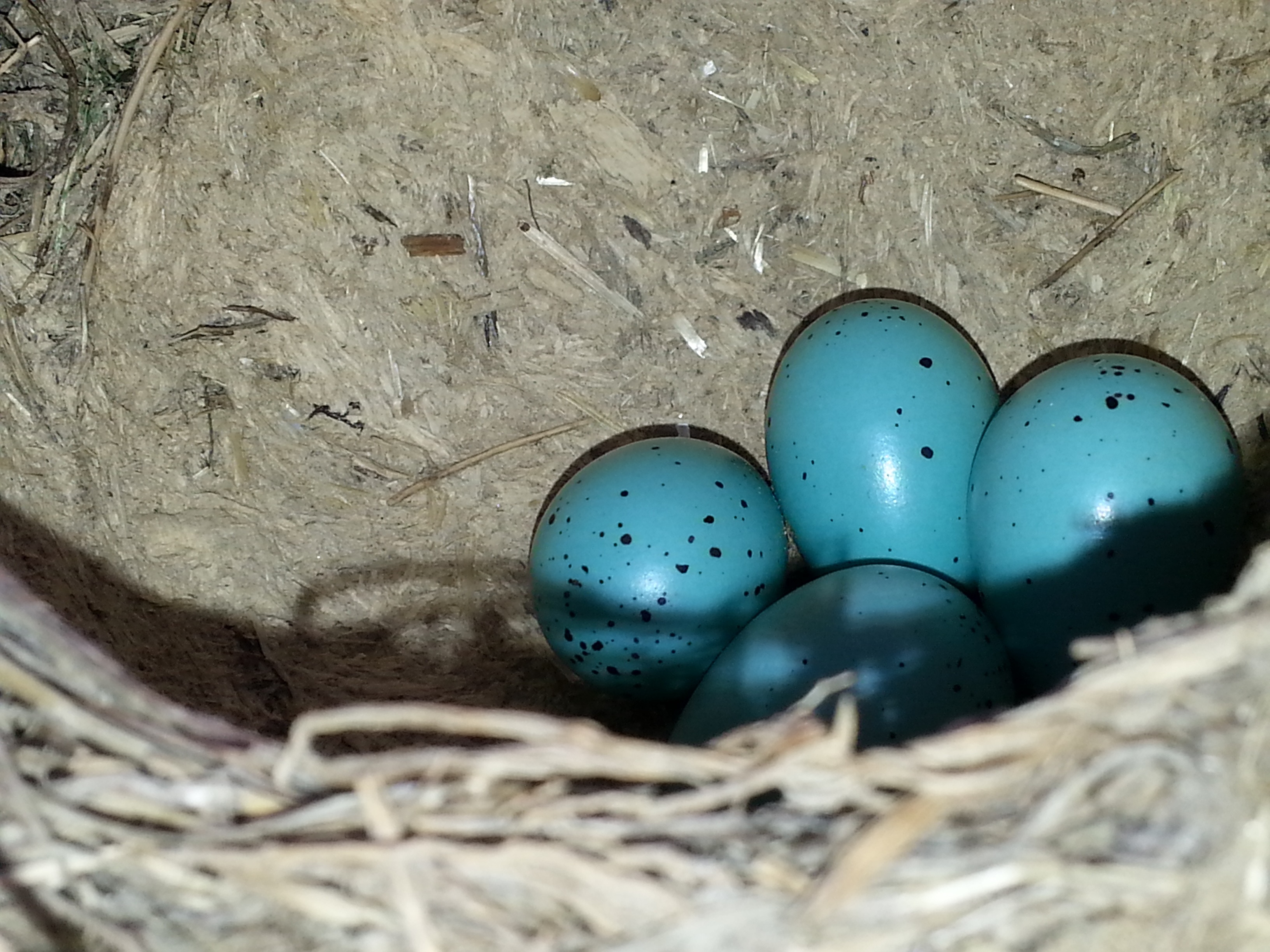 4 blue eggs