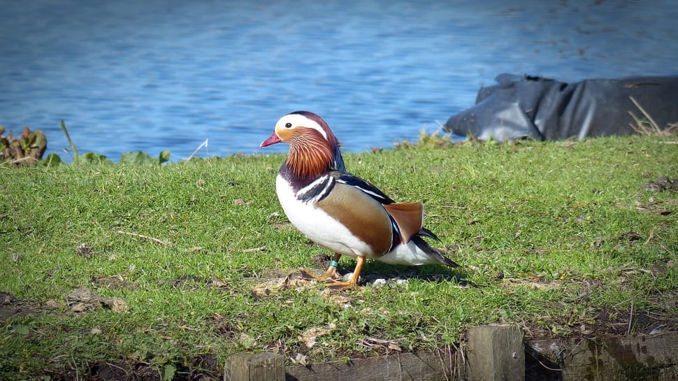 brown and white short beak biord preview
