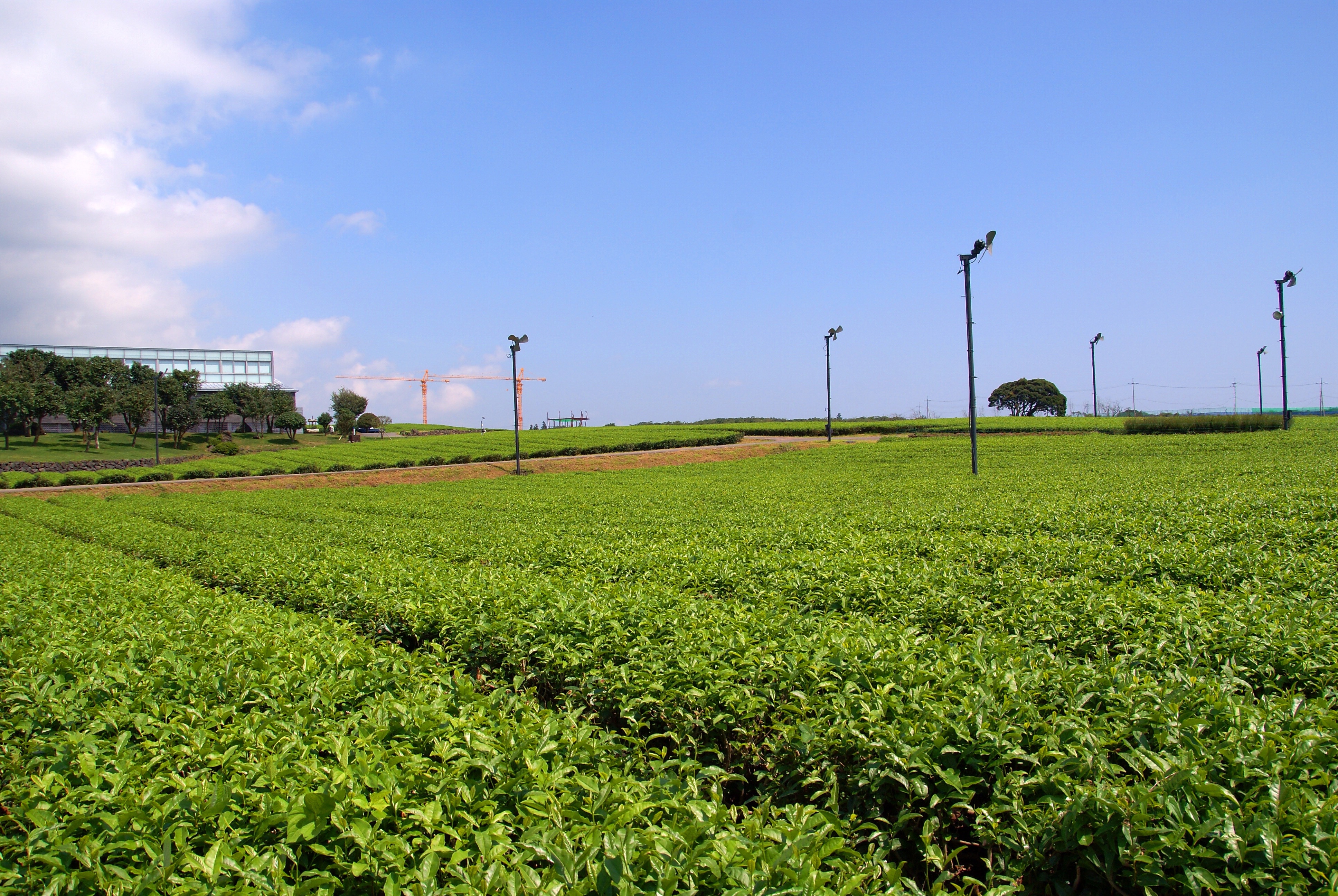 green leaf plant fields