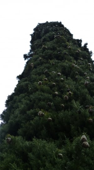 green pine tree with brown sefruit thumbnail